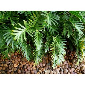 Xanadu Philodendron ( Winterbourn ) Plant