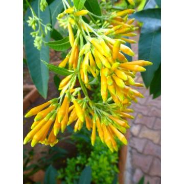Cestrum Nocturnum , Raat Ki Rani Plant  ( Yellow Flower )