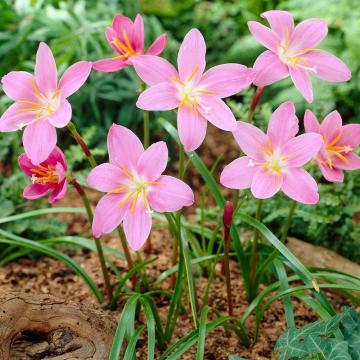 Buy Pink Rain Lily (Zephyranthes Robusta) Bulbs - 20 Bulbs 