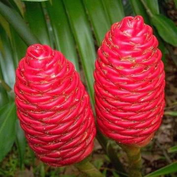 Zingiber Zerumbet ( Shampoo Ginger ) - 10 Seeds Pack