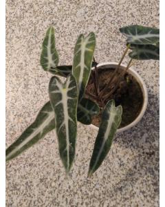 Buy Alocasia sanderiana (Kris Plant)