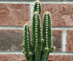 Acanthocereus tetragonus ( Fairy Castle Cactus )
