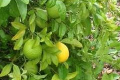 Citrus Limetta , Mosambi, Sweet Lime Plant