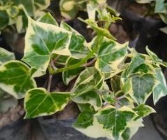 Hedera Helix ( English Ivy ) Plant