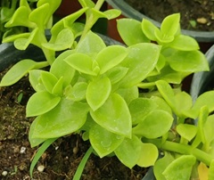 Aptenia cordifolia (Heart Leaf Ice Plant)