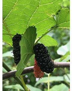Morus Nigra , Shahtoot Mulberry Plant