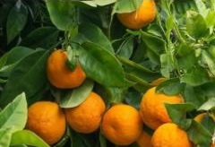 Narangi Plant ( Citrus Reticulata )