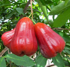 Water Apple Fruit Plant