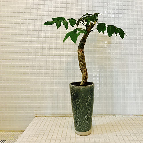 Some Fun Facts About Plants