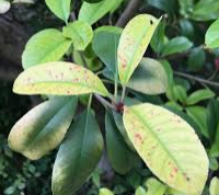 Common Plant Diseases And How To Treat Them