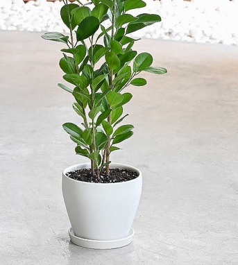 Most Suited Ornamental Plants For Bengaluru Climate