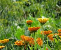 How To keep Your garden Safe During The Rainy Season