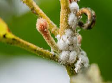 How To Get Rid Of Mealybugs Or White Insects On Your Plants