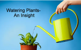How Much Water Does Your Plants Need