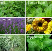 Plants That Keep Mosquitoes And Insects Away
