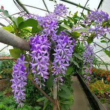 How To Take Care Of Petrea Racemosa Plant