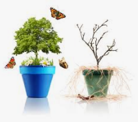 How To Know If Plant Is Dead Or Alive