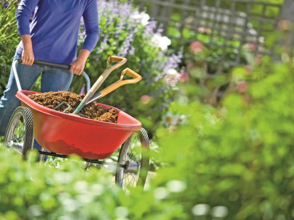 Some Most Common Questions Answered About Plants