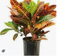 Useful Tips For Maintaining Optimal Health Of Plants
