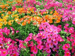 Top Tips for Growing Winter Annuals